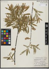 Foto von Salix gracilis Andersson